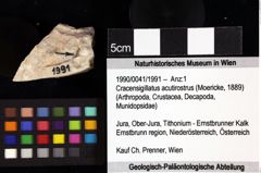 Foto (Objket + Etiketten) von Cracensigillatus acutirostrus (Moericke, 1889) 